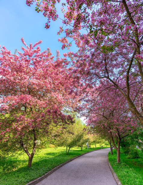 istock Sakura in the city park 1371726391