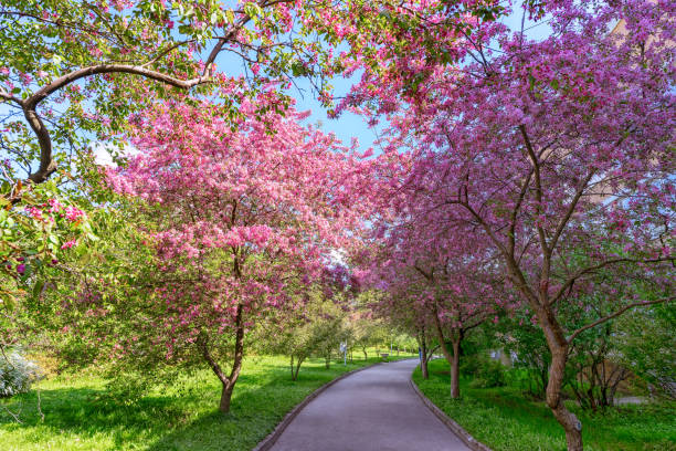 sakura w parku miejskim - czeremcha zdjęcia i obrazy z banku zdjęć