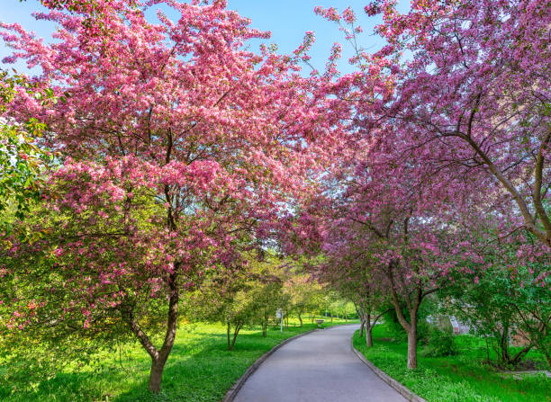istock Sakura in the city park 1371726443