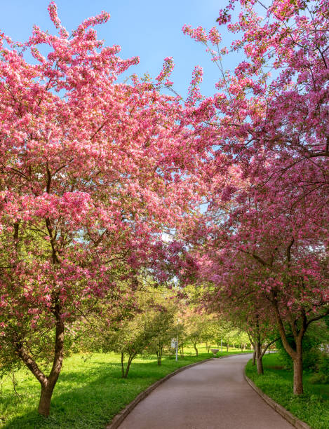 istock Sakura in the city park 1371726481
