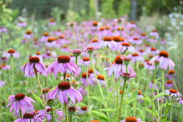 istock Echinacea purpurea plantation. 1371727079