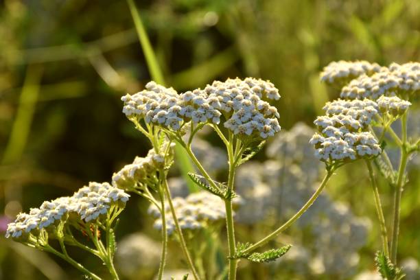 istock Achillea millefolium flowers. 1371727790