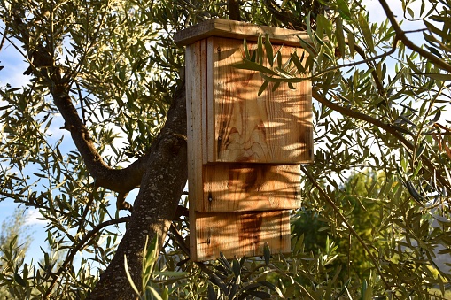 House for bats in use hanging from olive tree.