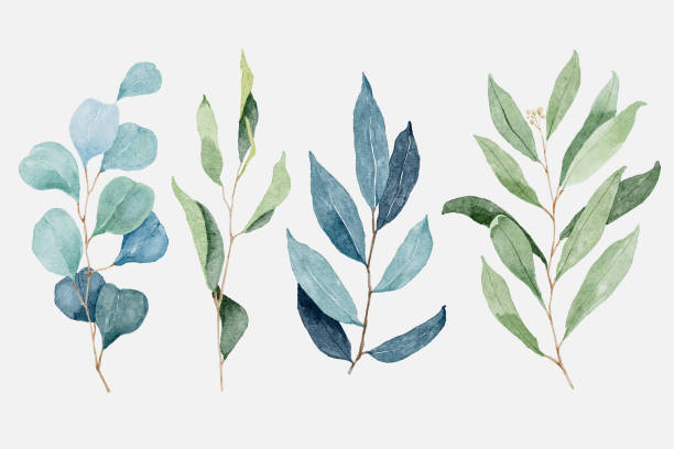 Watercolor eucalyptus and foliage branch Watercolor eucalyptus and foliage branch eucalyptus tree stock illustrations