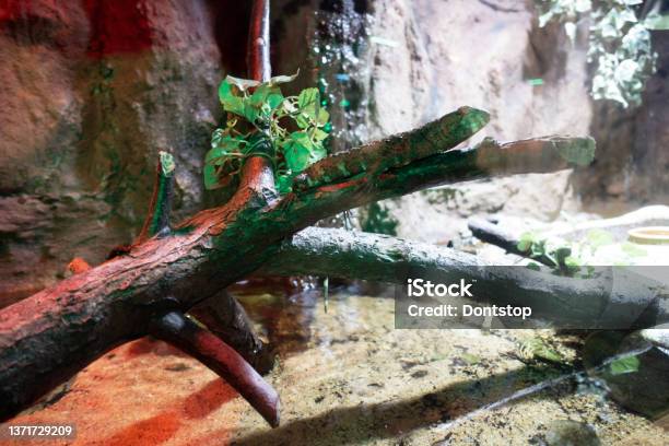 Lizard On The Branch At Zoo Garden Stock Photo - Download Image Now - Terrarium, Backgrounds, Plant