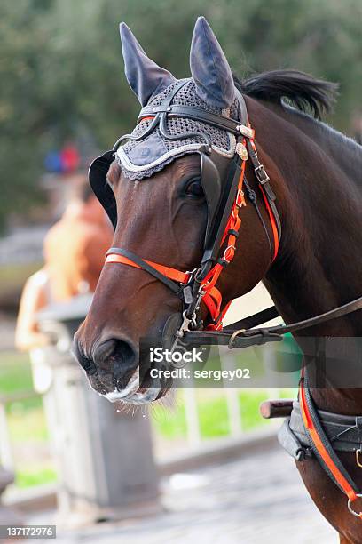 Cavalo - Fotografias de stock e mais imagens de Animal - Animal, Arreio, Beleza