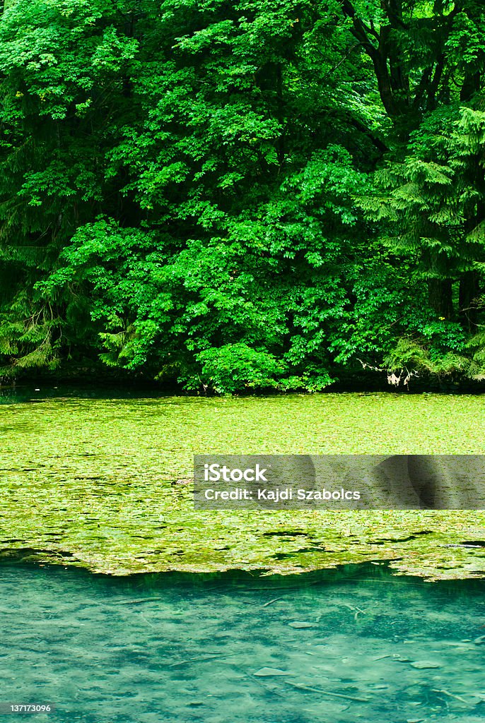 Árbol y el lago - Foto de stock de Atestado libre de derechos