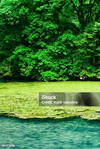 Foto de Árvores E Lago e mais fotos de stock de Lotado - Lotado, Praia, Ambiente dramático