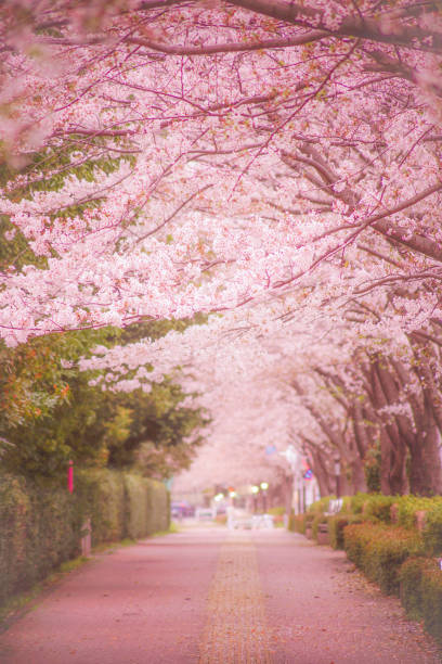 istock Chofu Airport of cherry trees 1371732164