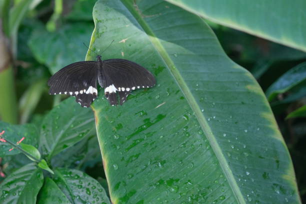 istock Single butterfly, black and white color butterfly 1371732289