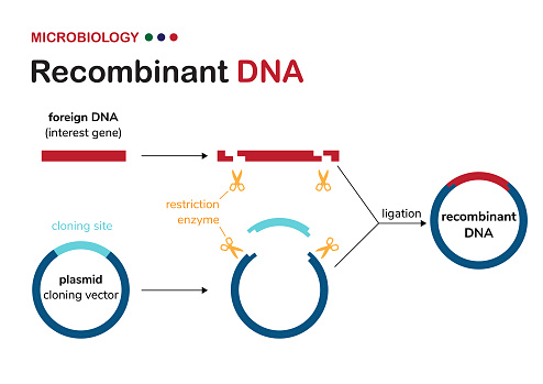 Biological diagram explain concept of recombinant DNA or cloning plasmid construction for genetic engineering of organism