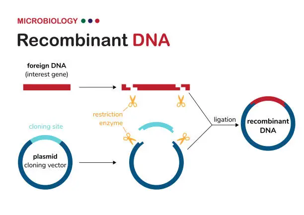 Vector illustration of Biological diagram explain concept of recombinant DNA or cloning plasmid construction for genetic engineering of organism