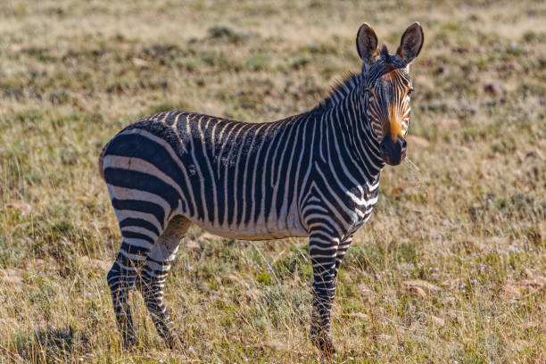 istock Adult Mountain Zebra in evening light 1371734765