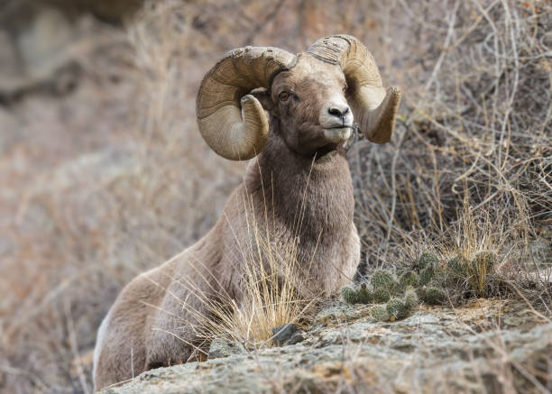istock Colorado Rocky Mountain Bighorn Sheep 1371735848
