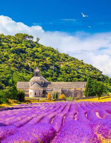Senanque Abbey Gordes Provence Lavender fields, Notre-Dame de Senanque, blooming purple-blue lavender fields Luberon France, Europe, High quality photo