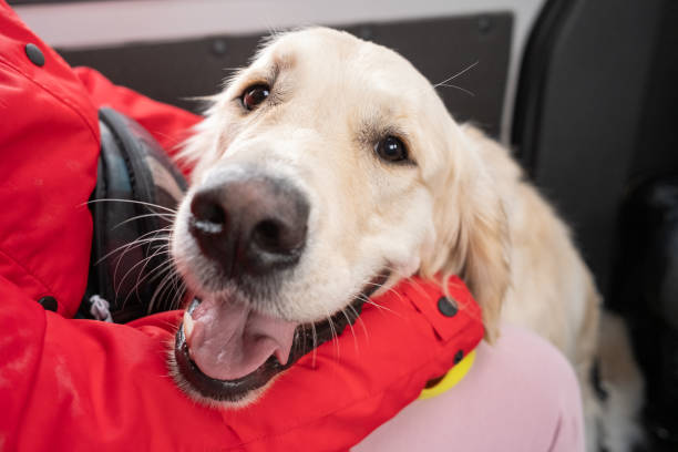 istock Cute labrador with owner in the car 1371736829