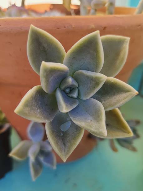 istock Succulent plants, star echeveria, top view; 1371737449