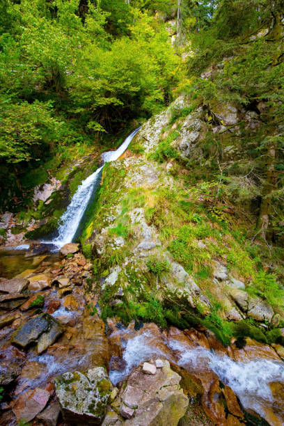 berühmter wald in europa - black forest audio stock-fotos und bilder