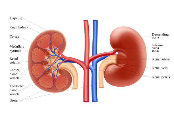 illustrazioni stock, clip art, cartoni animati e icone di tendenza di diagramma che mostra l'anatomia del rene umano. illustrazione vettoriale 3d realistica isolata su sfondo bianco - clip path