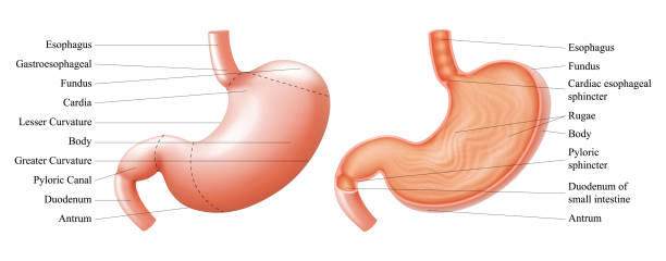 istock Anatomy of the human stomach and his shell structure with description of the corresponding internal parts. Sagittal section. Anatomical vector illustration isolated over white background. Realistic 1371738404