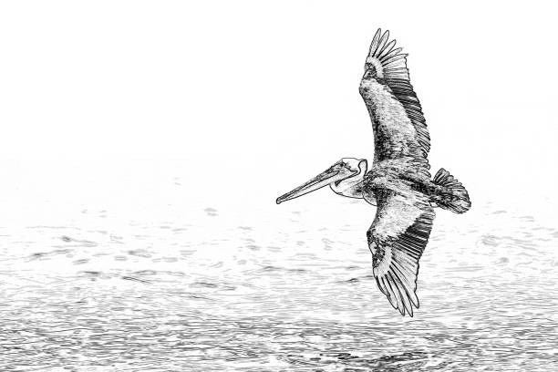 ilustrações, clipart, desenhos animados e ícones de pelicano americano voando sobre a água - gráfico - pelicano