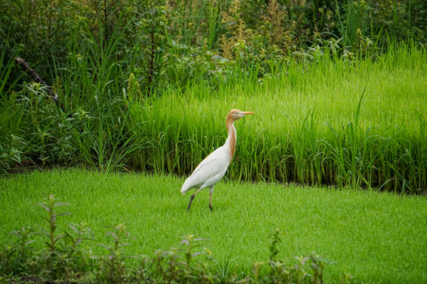 blekok vogel auf der reispflanze - egret water bird wildlife nature stock-fotos und bilder