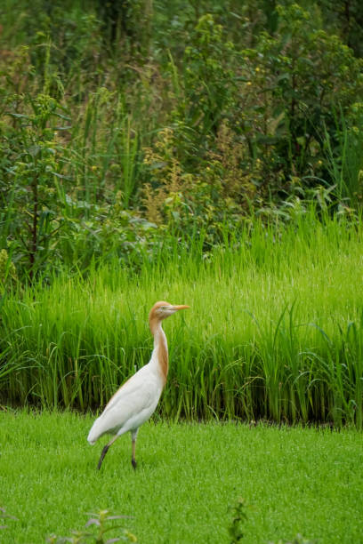 istock Blekok bird on the rice plant 1371739586