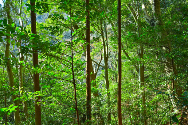 Autumn in the forest, colors of green and yellow leafs and trees, beautiful silence nature