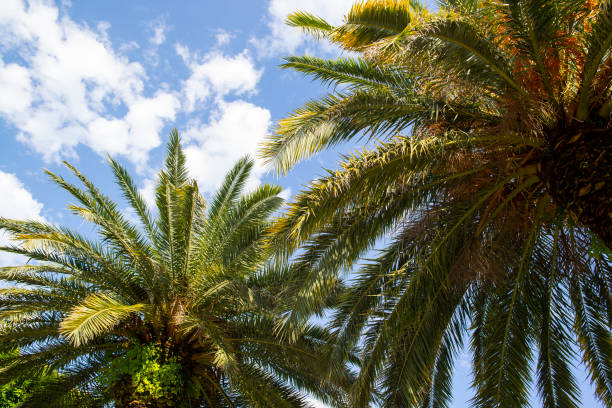 istock palm trees with green leaves against the sky 1371741723