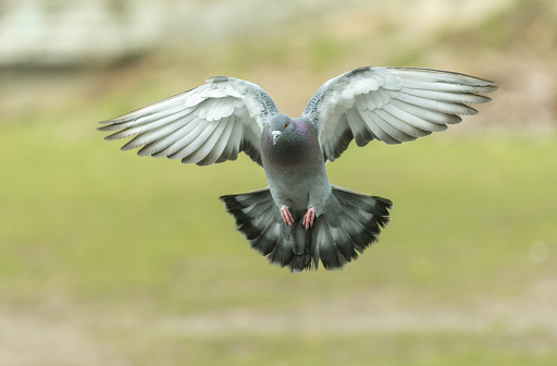 Flying feral pigeon (Columba livia domestica).