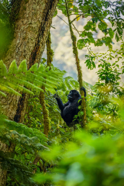 istock Young mountain gorilla (Gorilla beringei beringei), Bwindi Impenetrable Forest National Park, Uganda. 1371741820