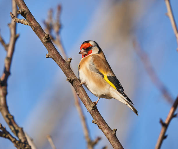 istock Goldfinch on a branch 1371743716