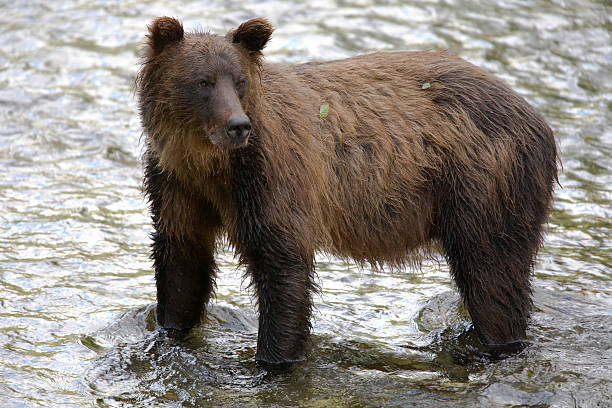 istock Grizzly Bear Prowling in the River 137174647
