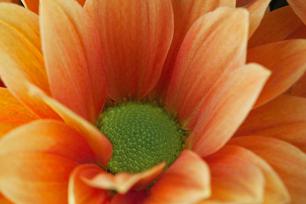 istock Perfect orange dahlia macro shot 137174842