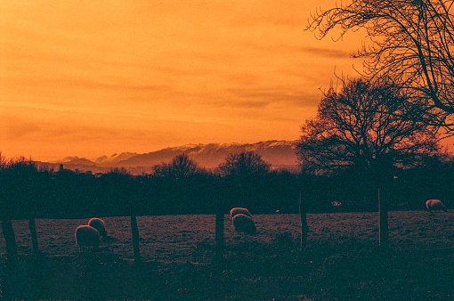 Glowing sunset in Asturias with grazing sheep.