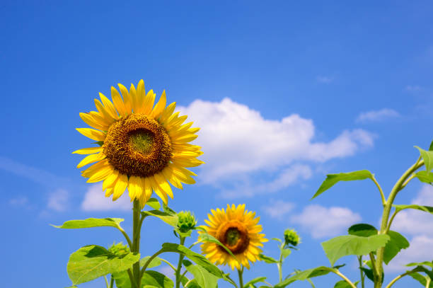 istock Blue sky and sunflower 1371749854