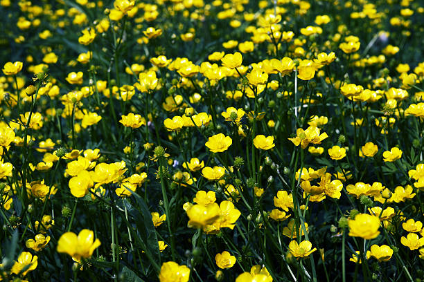 istock Forest of Yellow Flowers 137175144