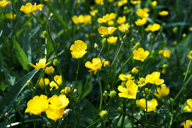 istock Forest of Yellow Flowers 137175199