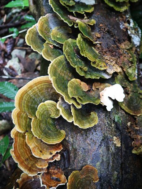 istock Mushrooms on rotting trees 1371752416