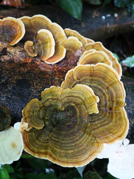 istock Mushrooms on rotting trees 1371752675