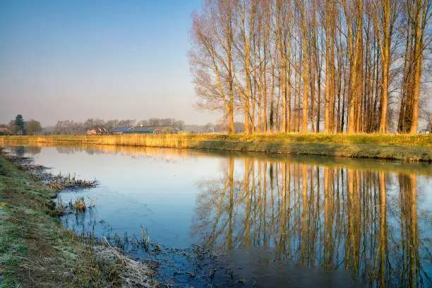 Row of trees reflecting in the river Berkel close to the Dutch city Lochem in the province Gelderland