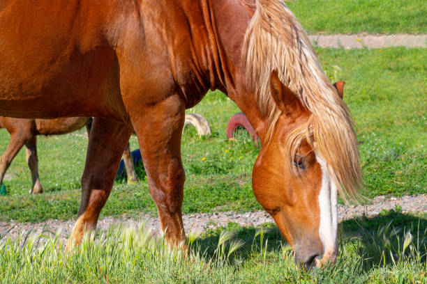 istock Horse grazing in the meadow 1371753576