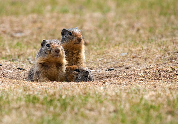 istock Curious Ground Squirrel Family 137175399