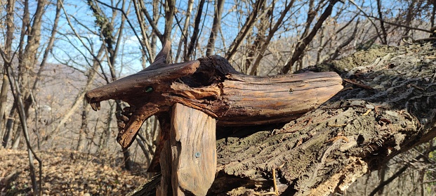 rotten wood left in the forest is a breeding ground for both good and bad insects