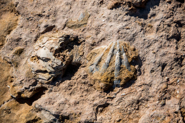 istock marine fossils stuck to the rock 1371756487