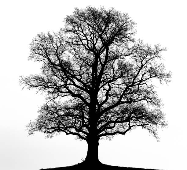 silueta de un roble desnudo - tree bare tree silhouette oak fotografías e imágenes de stock