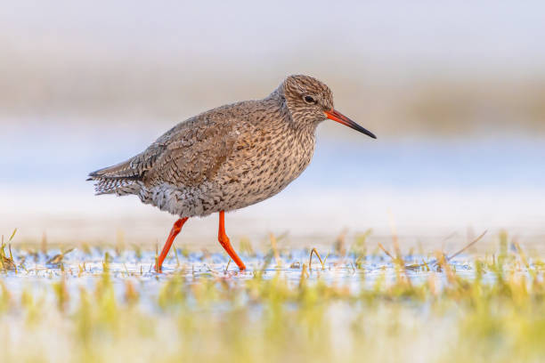 istock Common Redshank in Wetland on migration route 1371758479
