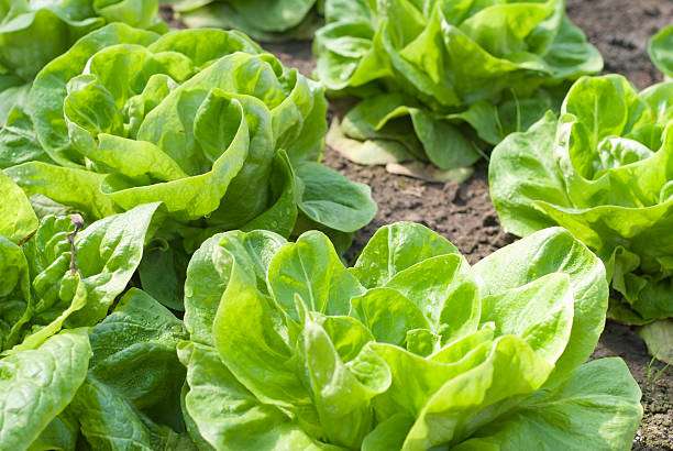 istock lettuce in the garden 137175871