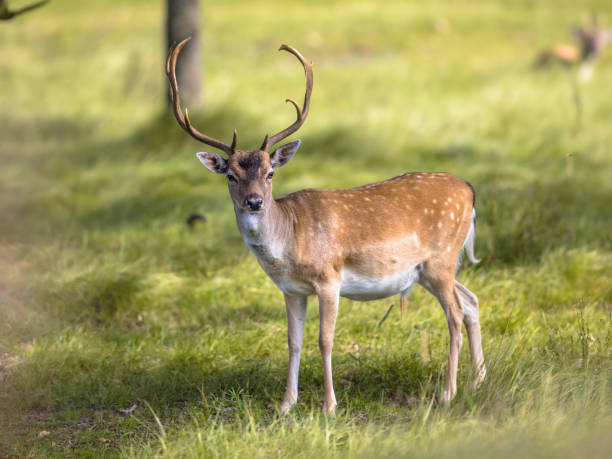 istock Fallow deer male with stags in rutting season 1371759377