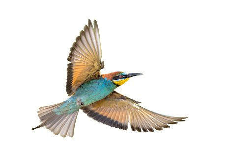 European Bee-Eater (Merops apiaster) in Flight and Isolated on White Background near Breeding Colony. This bird breeds in southern Europe and in parts of north Africa and western Asia. Wildlife scene of Nature in Europe.